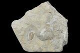 Ultra Rare Rielaspis Trilobite - Ontario, Canada #179436-2